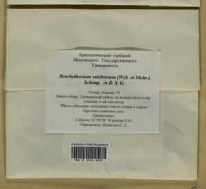 Brachythecium salebrosum (Hoffm. ex F. Weber & D. Mohr) Schimp., Гербарий мохообразных, Мхи - Архангельская и Вологодская области, Коми, Ненецкий АО (B7) (Россия)