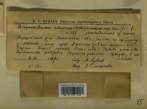 Drepanocladus aduncus (Hedw.) Warnst., Гербарий мохообразных, Мхи - Западная Сибирь (включая Алтай) (B15) (Россия)