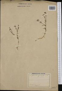 Cynanchica pyrenaica subsp. cynanchica (L.) P.Caputo & Del Guacchio, Западная Европа (EUR) (Швейцария)