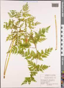 Гирчовник татарский Hoffm., Восточная Европа, Волжско-Камский район (E7) (Россия)