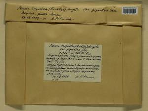 Meesia triquetra (L. ex Jolycl.) Ångstr., Гербарий мохообразных, Мхи - Якутия (B19) (Россия)