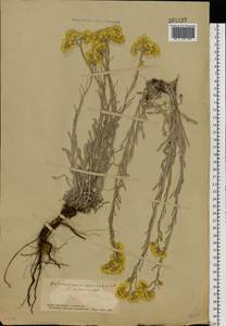 Цмин песчаный (L.) Moench, Восточная Европа, Южно-Украинский район (E12) (Украина)