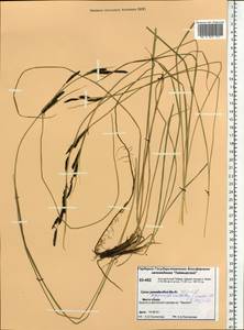 Осока придатконосная (Trautv. & C.A.Mey.) Kük., Сибирь, Центральная Сибирь (S3) (Россия)