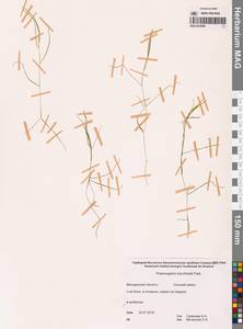 Рдест Берхтольда Fieber, Сибирь, Чукотка и Камчатка (S7) (Россия)