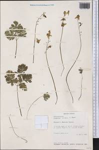 Dicentra cucullaria (L.) Bernh., Америка (AMER) (США)