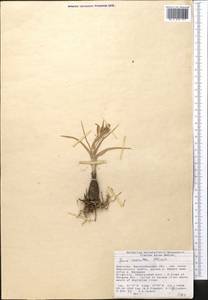 Iris albomarginata R.C.Foster, Средняя Азия и Казахстан, Западный Тянь-Шань и Каратау (M3) (Киргизия)