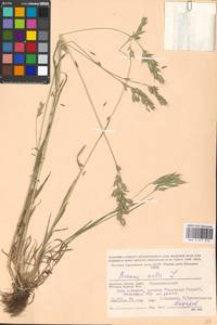 Bromus hordeaceus subsp. hordeaceus, Восточная Европа, Западный район (E3) (Россия)