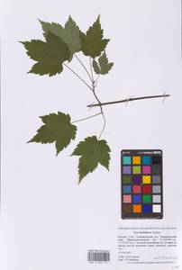 Клен бородатый Maxim., Восточная Европа, Московская область и Москва (E4a) (Россия)