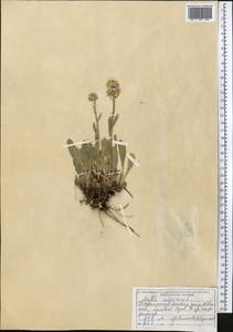 Астра альпийская L., Средняя Азия и Казахстан, Джунгарский Алатау и Тарбагатай (M5) (Казахстан)