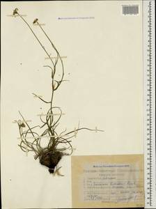 Gelasia biebersteinii (Lipsch.) Zaika, Sukhor. & N. Kilian, Кавказ, Дагестан (K2) (Россия)