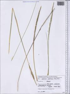 Sporobolus spartinae (Trin.) P.M.Peterson & Saarela, Америка (AMER) (США)