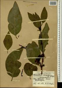 Tapinanthus pentagonus (DC.) van Tiegh., Африка (AFR) (Мали)