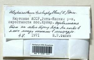 Blepharostoma trichophyllum (L.) Dumort., Гербарий мохообразных, Мхи - Якутия (B19) (Россия)