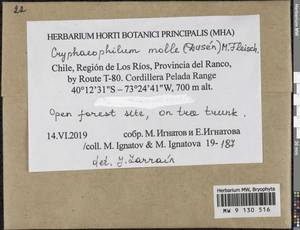Cryphaeophilum molle (Dusén) M. Fleisch., Гербарий мохообразных, Мхи - Америка (BAm) (Чили)