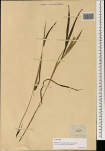 Ischaemum rugosum Salisb., Зарубежная Азия (ASIA) (Филиппины)