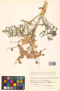 Крупноплодник большеплодный (Fisch. ex DC.) Schischk. ex B.Fedtsch., Восточная Европа, Нижневолжский район (E9) (Россия)