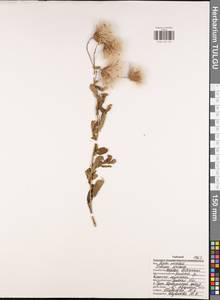 Бодяк полевой, Розовый осот (L.) Scop., Восточная Европа, Центральный район (E4) (Россия)