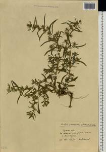 Bassia scoparia var. subvillosa (Moq.) Buttler, Восточная Европа, Центральный район (E4) (Россия)