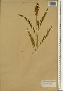 Astragalus aleppicus, Зарубежная Азия (ASIA) (Неизвестно)