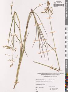 Dupontia fulva (Trin.) Röser & Tkach, Сибирь, Чукотка и Камчатка (S7) (Россия)