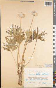 Pulsatilla × wolfgangiana (Besser) Rupr., Восточная Европа, Северо-Украинский район (E11) (Украина)