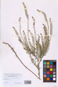 Клоповник густоцветковый Schrad., Восточная Европа, Московская область и Москва (E4a) (Россия)