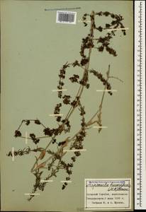 Подмаренник распростертый M.Bieb., Кавказ, Азербайджан (K6) (Азербайджан)