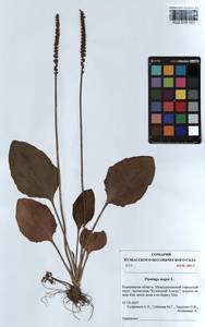 Подорожник большой L., Сибирь, Алтай и Саяны (S2) (Россия)