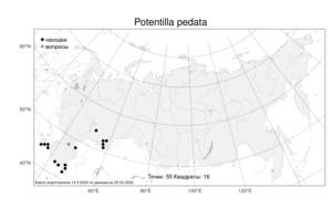 Potentilla pedata, Лапчатка стоповидная Willd., Атлас флоры России (FLORUS) (Россия)