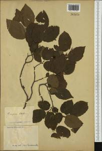 Граб обыкновенный, Граб кавказский L., Западная Европа (EUR) (Неизвестно)