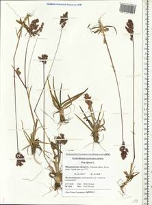 Мятлик альпийский L., Восточная Европа, Северный район (E1) (Россия)