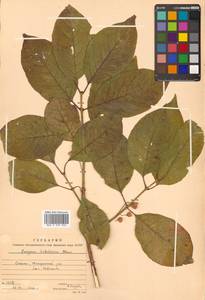 Бересклет Гамильтона Wall., Сибирь, Дальний Восток (S6) (Россия)