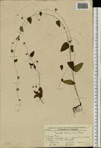 Trigonotis radicans subsp. sericea (Maxim.) Riedl, Сибирь, Дальний Восток (S6) (Россия)