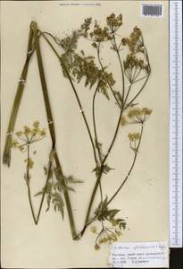 Купырь лесной (L.) Hoffm., Средняя Азия и Казахстан, Северный и Центральный Тянь-Шань (M4) (Киргизия)