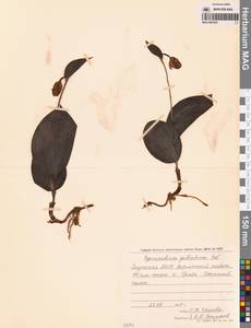 Венерин башмачок крапчатый Sw., Сибирь, Якутия (S5) (Россия)