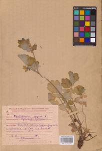 Чистотел большой L., Восточная Европа, Средневолжский район (E8) (Россия)