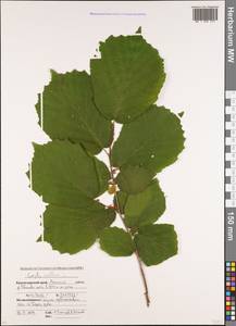 Орешник обыкновенный, Лещина обыкновенная L., Кавказ, Краснодарский край и Адыгея (K1a) (Россия)