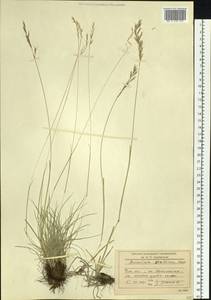 Helictochloa hookeri (Scribn.) Romero Zarco, Сибирь, Прибайкалье и Забайкалье (S4) (Россия)