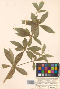 Скиммия промежуточная Komatsu, Сибирь, Дальний Восток (S6) (Россия)