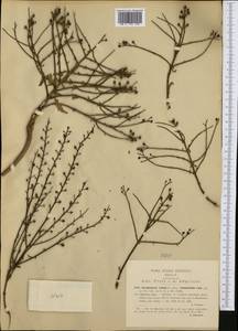 Scrophularia canina subsp. ramosissima (Loisel.) P. Fourn., Западная Европа (EUR) (Италия)