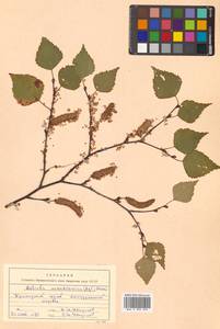 Betula pendula subsp. mandshurica (Regel) Ashburner & McAll., Сибирь, Дальний Восток (S6) (Россия)