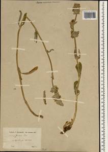 Stachys cretica subsp. garana (Boiss.) Rech.f., Зарубежная Азия (ASIA) (Турция)