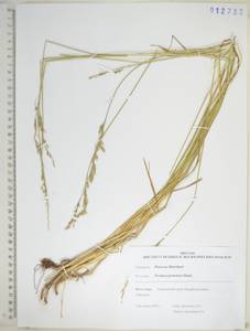 Lolium pratense (Huds.) Darbysh., Сибирь, Дальний Восток (S6) (Россия)