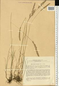 Тонконог Делавиня, Келерия Делявиня Czern. ex Domin, Восточная Европа, Московская область и Москва (E4a) (Россия)