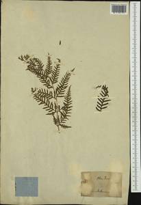 Pteris tremula R. Br., Австралия и Океания (AUSTR) (Австралия)