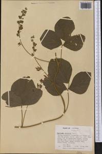 Rhynchosia latifolia Torr. & A.Gray, Америка (AMER) (США)