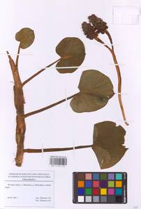 Белокрыльник болотный L., Восточная Европа, Московская область и Москва (E4a) (Россия)