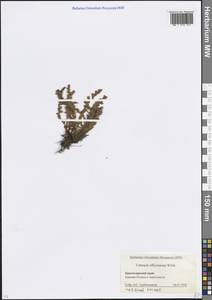 Скребница аптечная, Кавказ, Краснодарский край и Адыгея (K1a) (Россия)