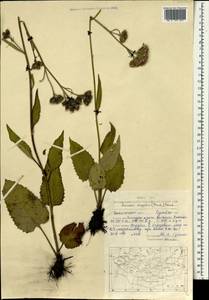 Saussurea mongolica (Franch.) Franch., Монголия (MONG) (Монголия)
