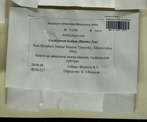 Warnstorfia badia (Hartm.) W.R. Buck & Goffinet, Гербарий мохообразных, Мхи - Красноярский край, Тыва и Хакасия (B17) (Россия)